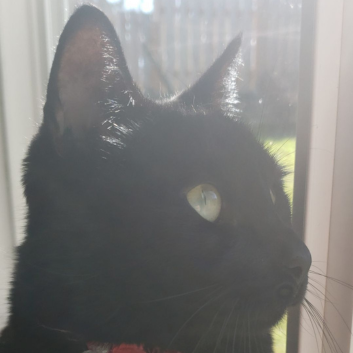 My cat looking out the window